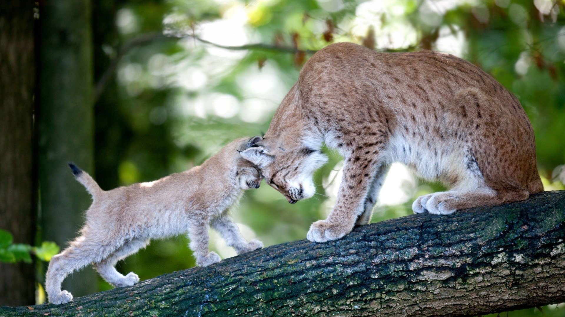 Luchs Mutter und Kind