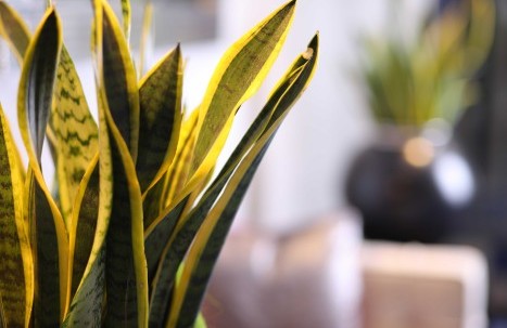 Nahaufnahme einer Pflanze im Eingangsbereich des Hotels