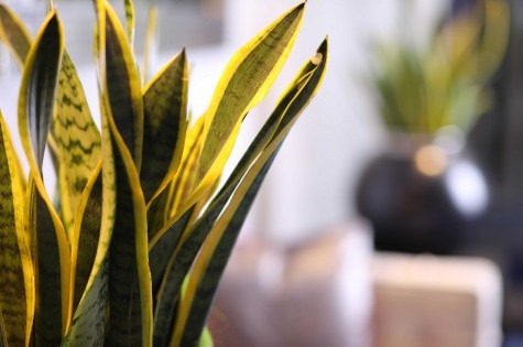 Nahaufnahme einer Pflanze im Eingangsbereich des Hotels