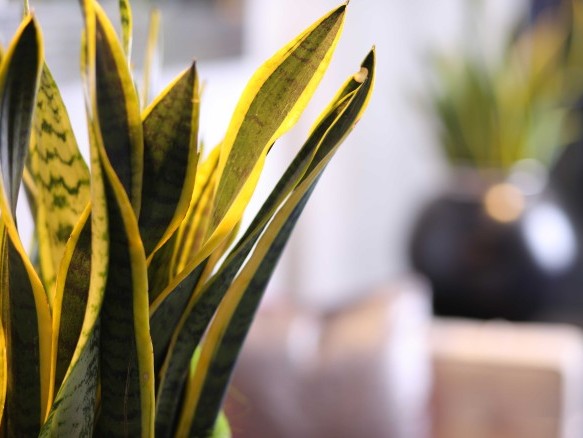 Nahaufnahme einer Pflanze im Eingangsbereich des Hotels